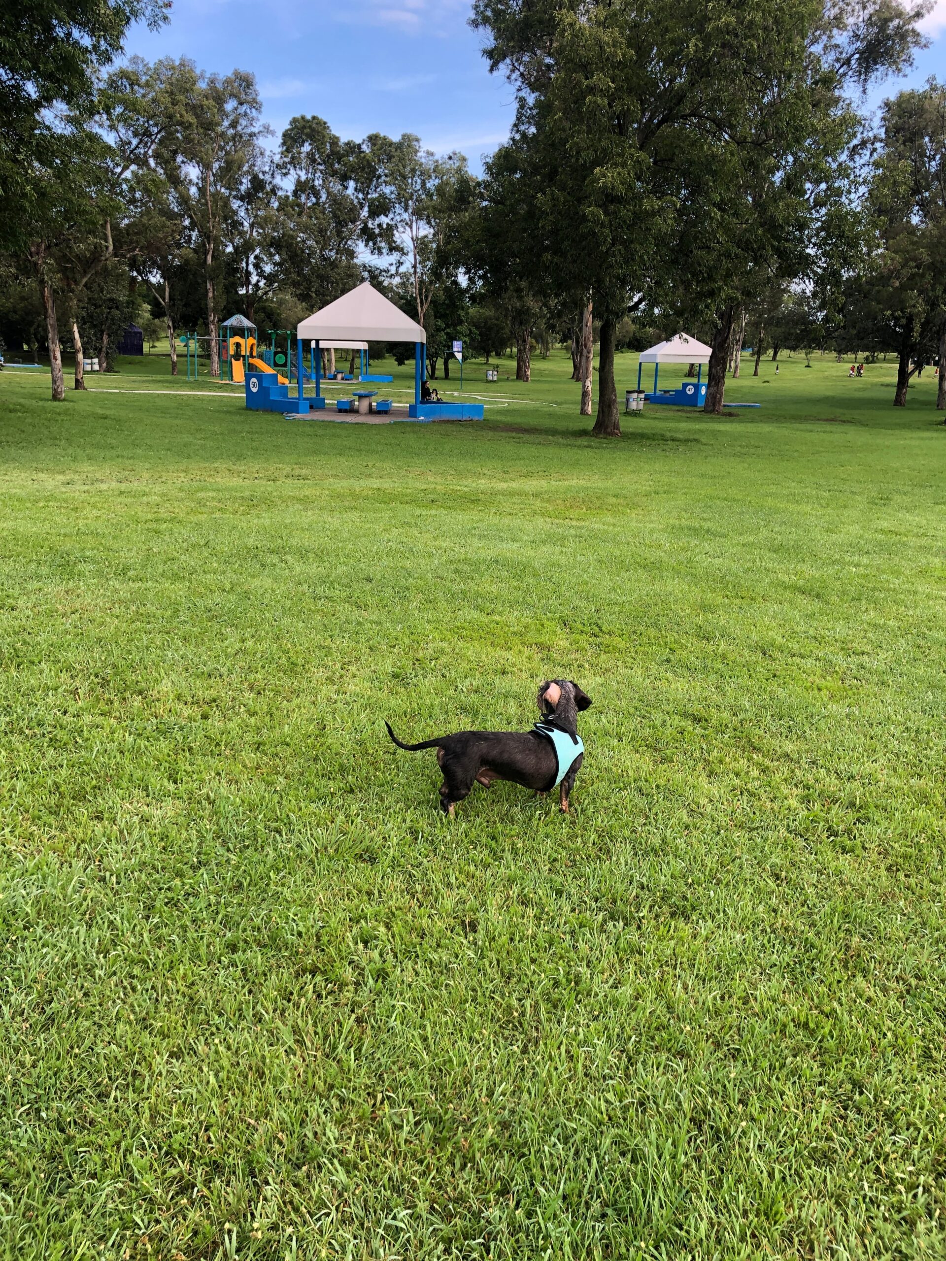 A small black dog with a turquoise harness standing on a large grassy field in a park, with a playground and picnic shelter in the background.