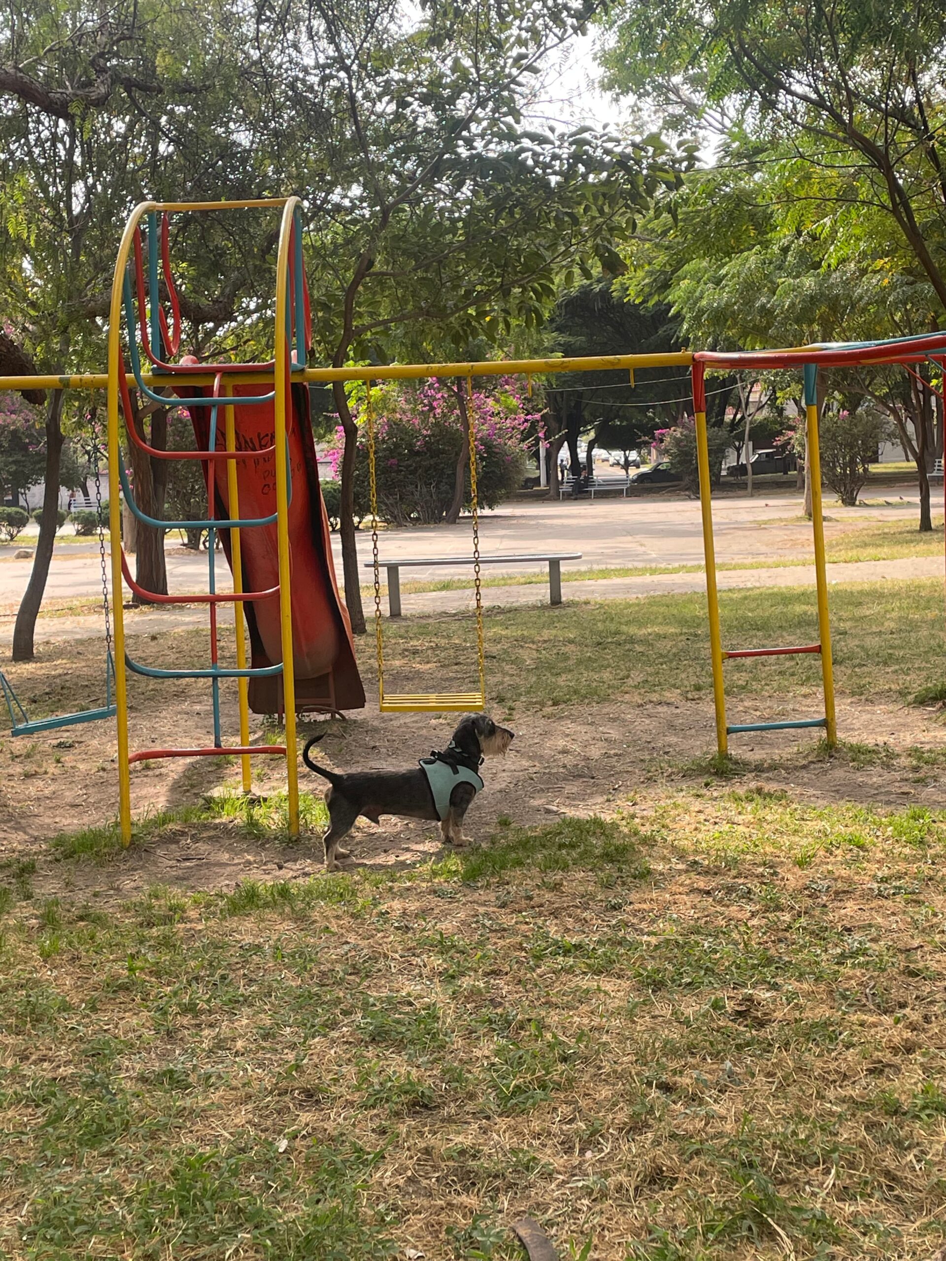 A small black dog with a turquoise harness standing near a playground slide and swings in a park.