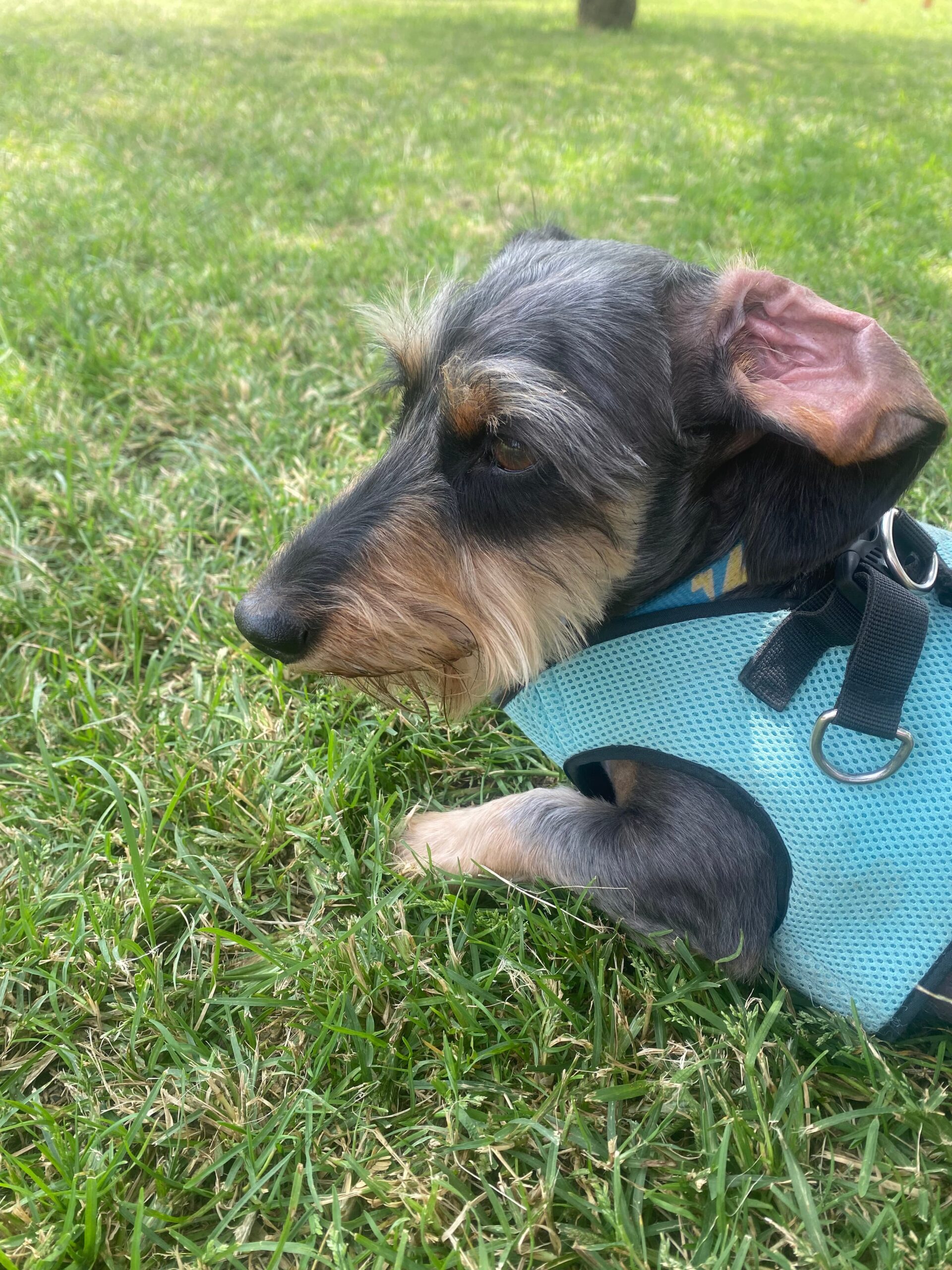 A small black dog with scruffy fur and a turquoise harness resting on grass, looking thoughtful in a park.