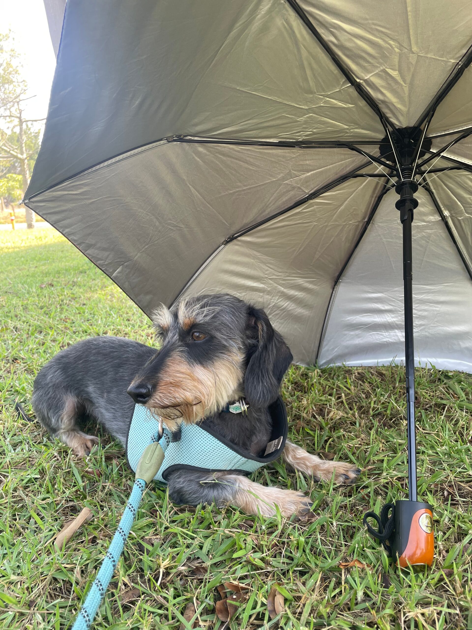 A small black dog with a turquoise harness relaxing under a large umbrella in a park, staying cool in the shade.