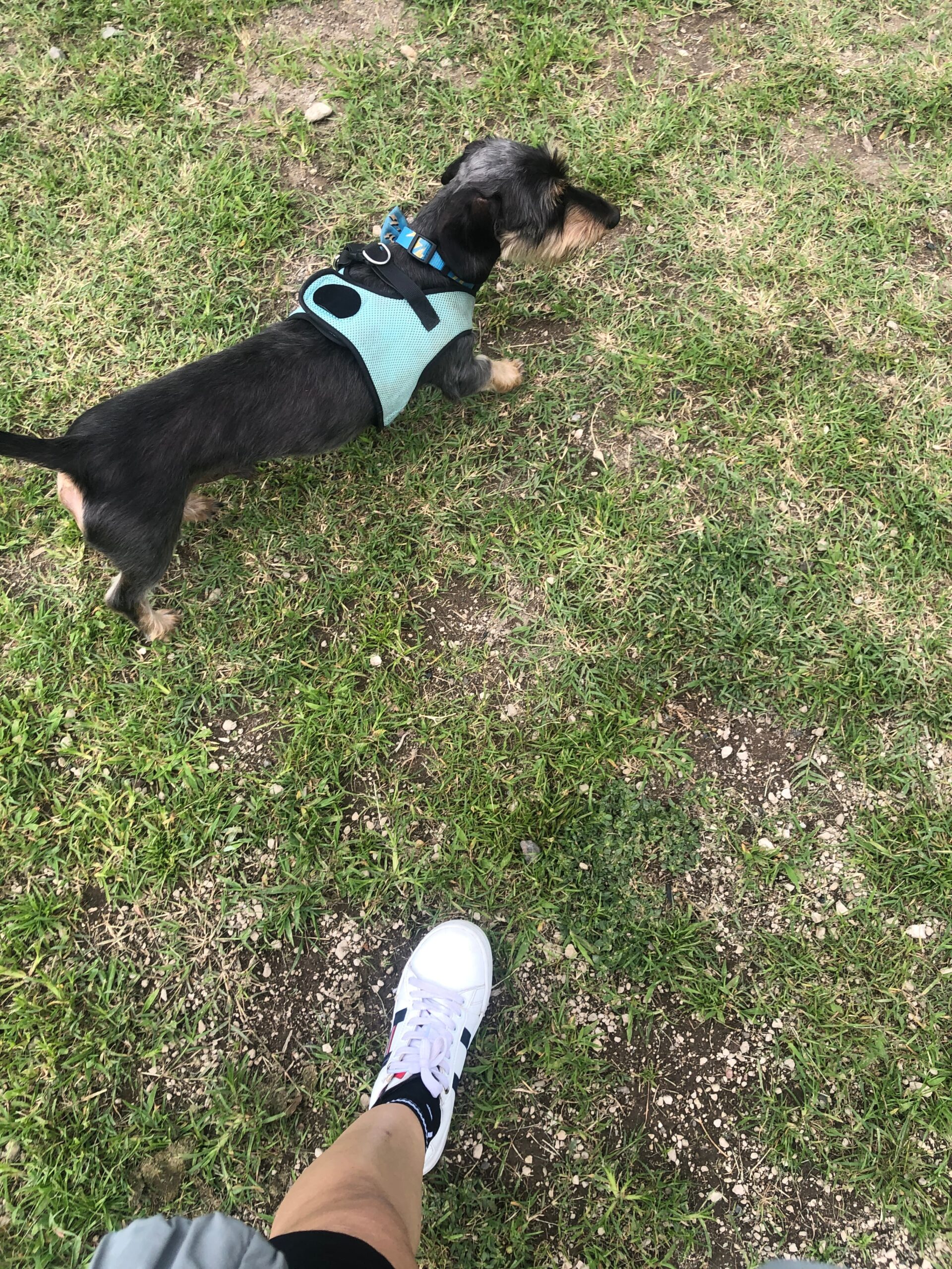 A small black dog wearing a turquoise harness walking on grass in a park, accompanied by a person wearing white sneakers.